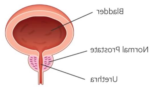 Normal prostate graphic